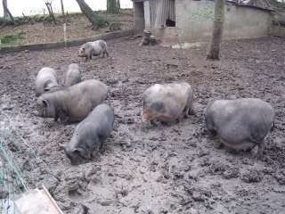  El puerco vietnamita 